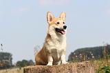 CORGI PEMBROKE 287